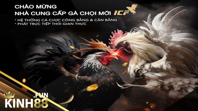 Cá cược đá gà trực tuyến an toàn